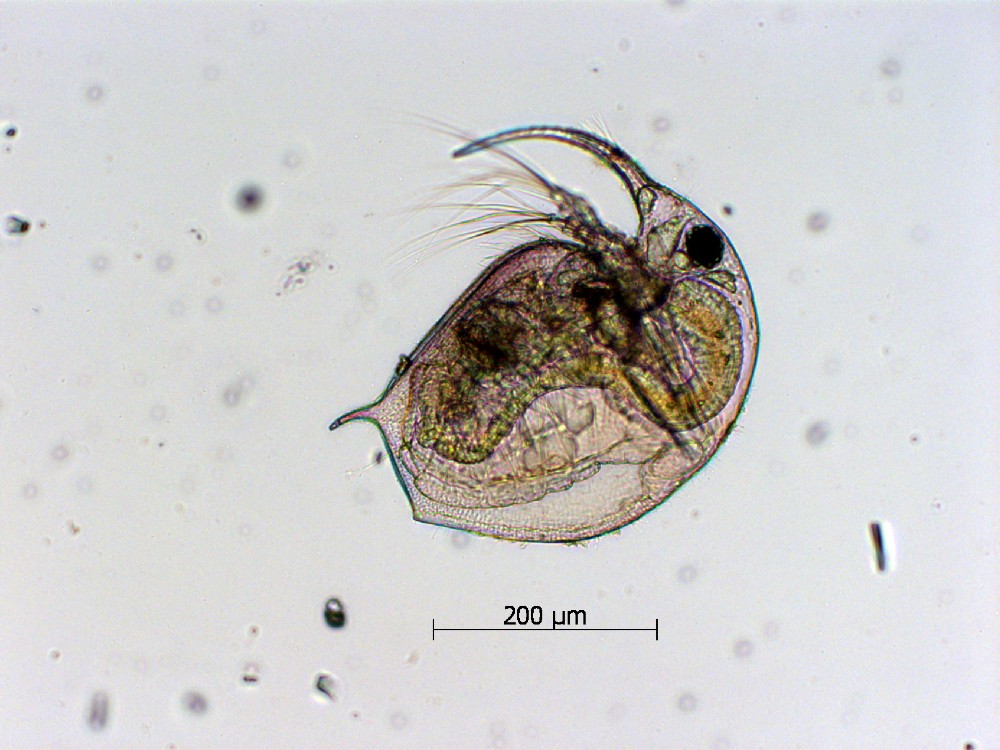 Bosmina, a type of zooplankton from Loch Leven