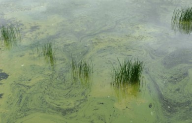 Cyanobacterial scum