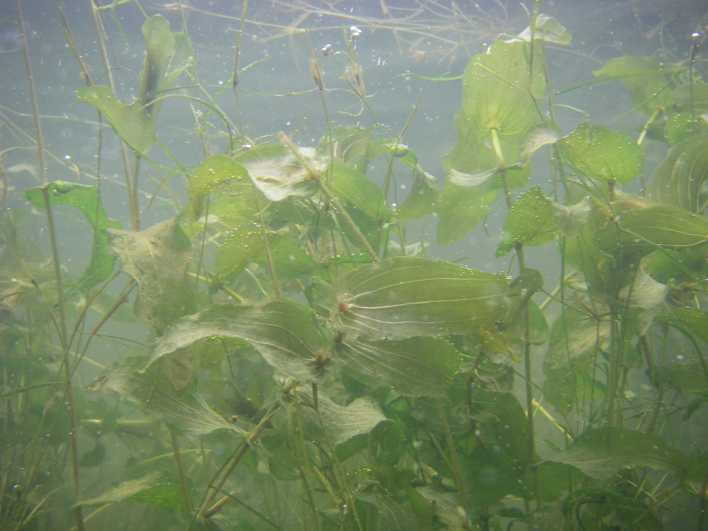 Underwater plants.